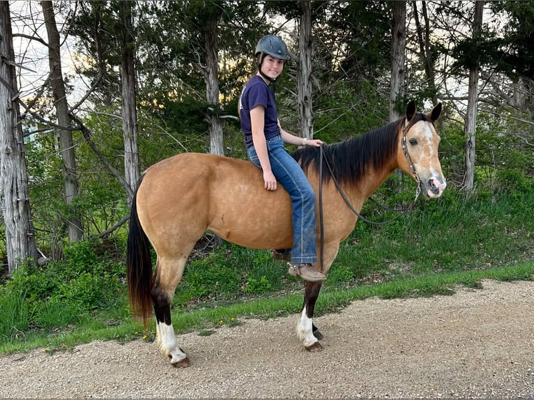 Quarter horse américain Hongre 11 Ans 142 cm Buckskin in Libson IA