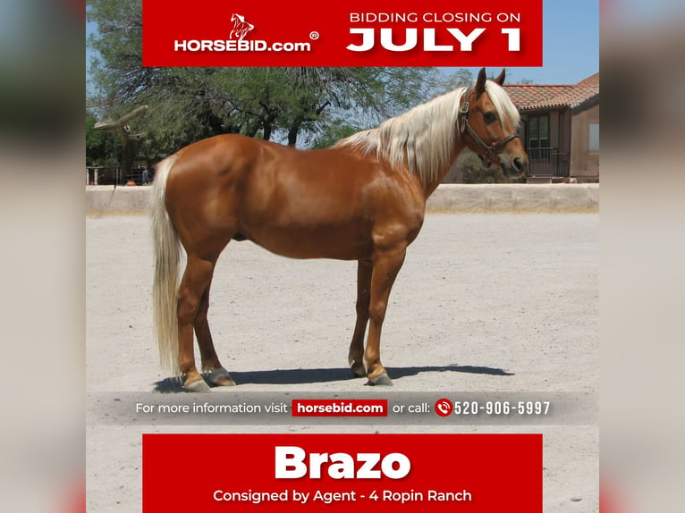 Quarter horse américain Hongre 11 Ans 142 cm Palomino in Marana, AZ
