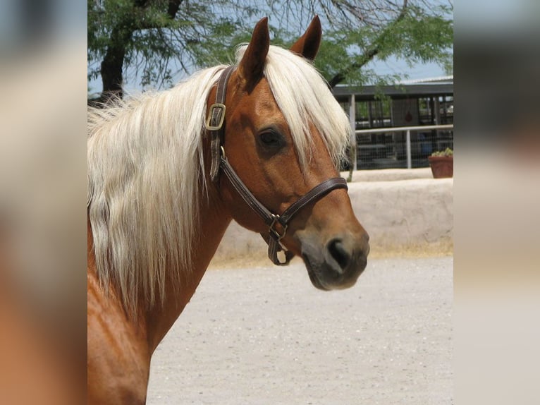 Quarter horse américain Hongre 11 Ans 142 cm Palomino in Marana, AZ