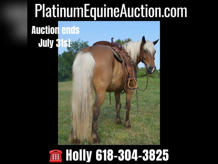 Quarter horse américain Hongre 11 Ans 142 cm Palomino in Greenville Ky