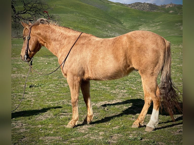 Quarter horse américain Hongre 11 Ans 142 cm Palomino in Paicines CA