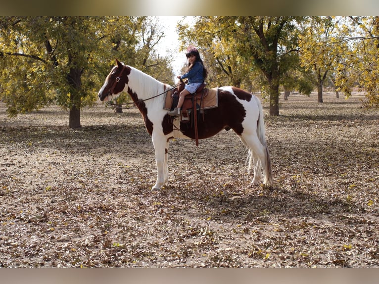 Quarter horse américain Hongre 11 Ans 142 cm Tobiano-toutes couleurs in El Paso Tx