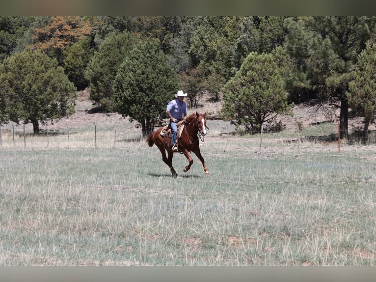 Quarter horse américain Hongre 11 Ans 145 cm Alezan brûlé in Camp Verde AZ