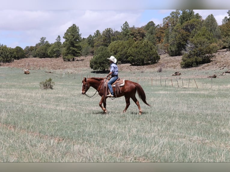 Quarter horse américain Hongre 11 Ans 145 cm Alezan brûlé in Camp Verde AZ