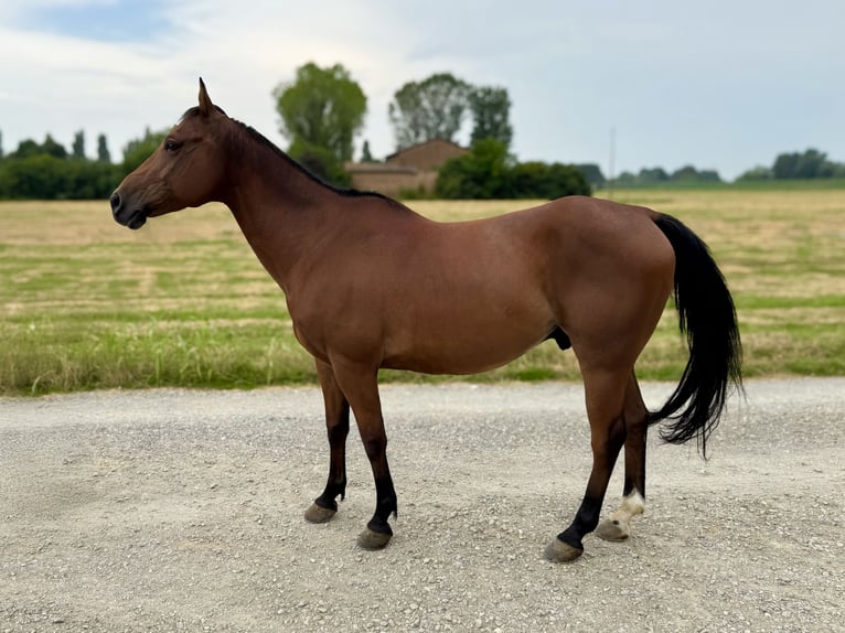 Quarter horse américain Hongre 11 Ans 145 cm Bai in Nonantola