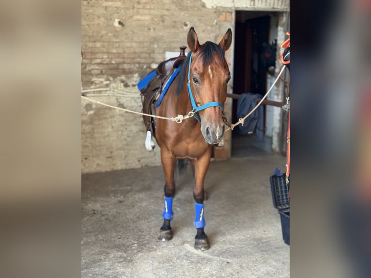 Quarter horse américain Hongre 11 Ans 145 cm Bai in Nonantola