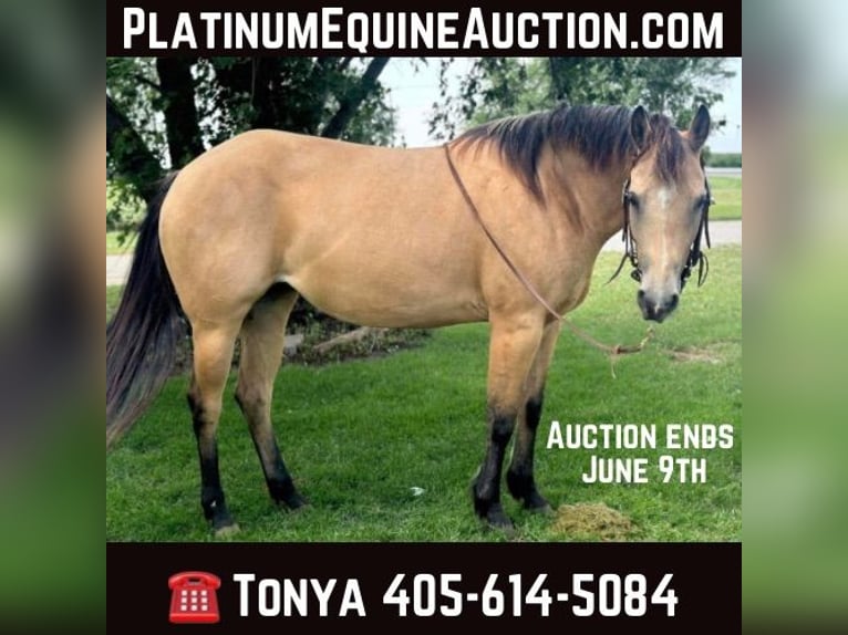 Quarter horse américain Hongre 11 Ans 145 cm Buckskin in Perry OK