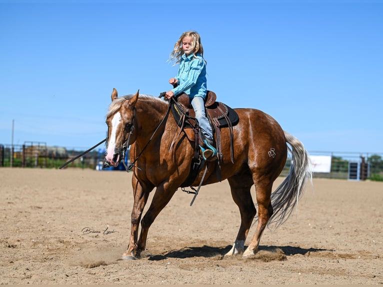 Quarter horse américain Hongre 11 Ans 145 cm Palomino in Canistota, SD