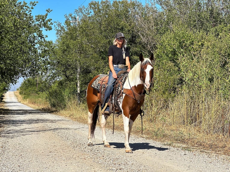 Quarter horse américain Hongre 11 Ans 145 cm Tobiano-toutes couleurs in Bryers TX