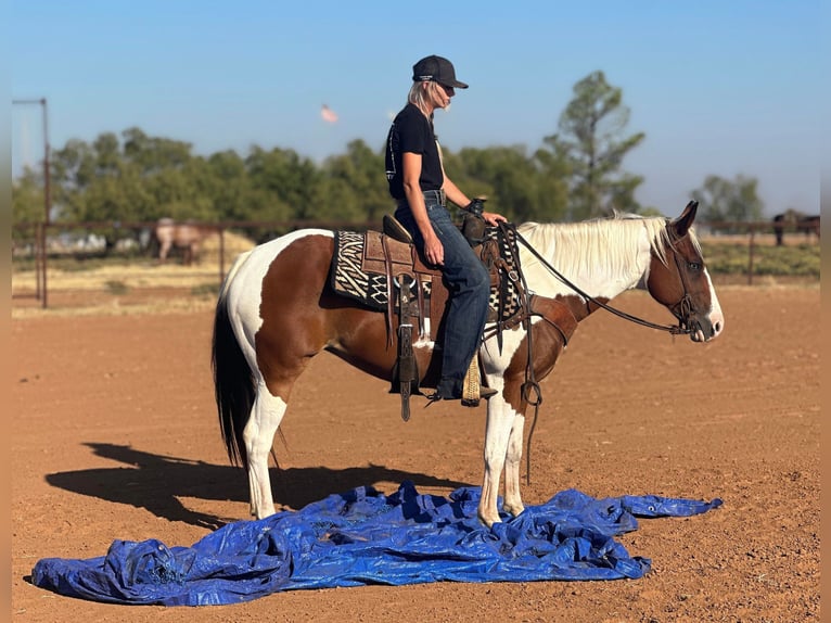 Quarter horse américain Hongre 11 Ans 145 cm Tobiano-toutes couleurs in Bryers TX