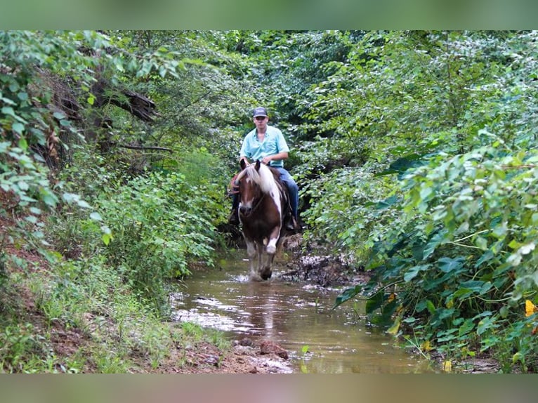 Quarter horse américain Hongre 11 Ans 147 cm Alezan brûlé in Rusk TX