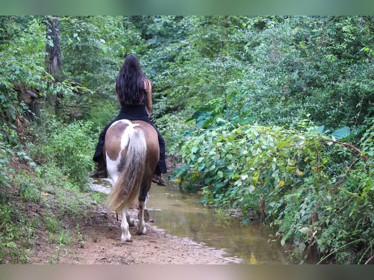 Quarter horse américain Hongre 11 Ans 147 cm Alezan brûlé in Rusk TX