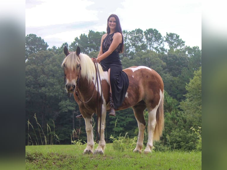 Quarter horse américain Hongre 11 Ans 147 cm Alezan brûlé in Rusk TX