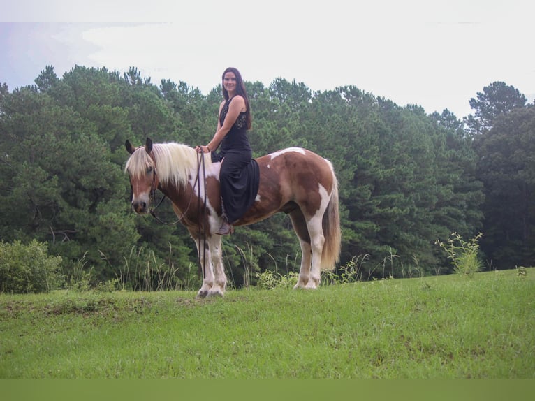 Quarter horse américain Hongre 11 Ans 147 cm Alezan brûlé in Rusk TX