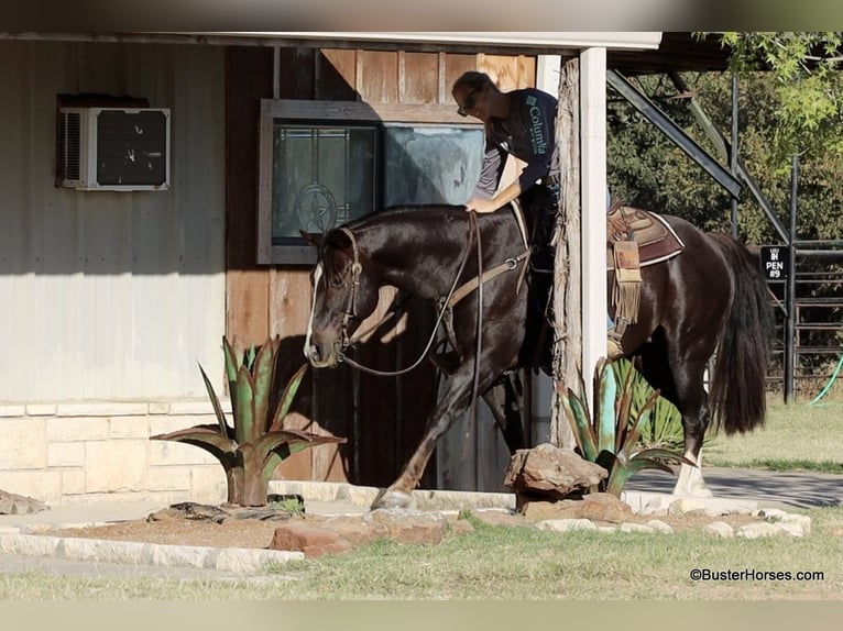 Quarter horse américain Hongre 11 Ans 147 cm Alezan brûlé in Weatherford TX