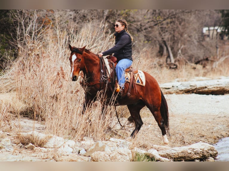 Quarter horse américain Hongre 11 Ans 147 cm Bai cerise in Stephenville TX