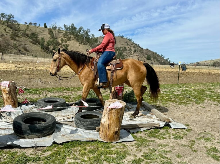 Quarter horse américain Hongre 11 Ans 147 cm Buckskin in Bitterwater CA