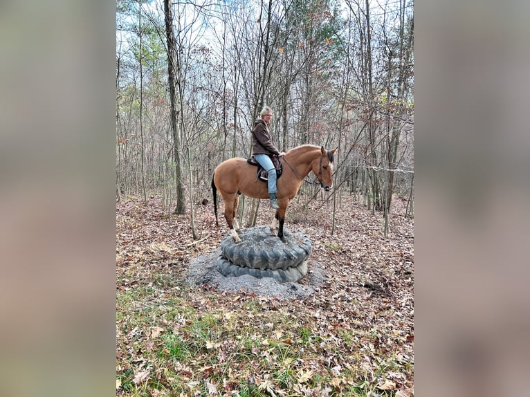 Quarter horse américain Hongre 11 Ans 147 cm Buckskin in Everett PA