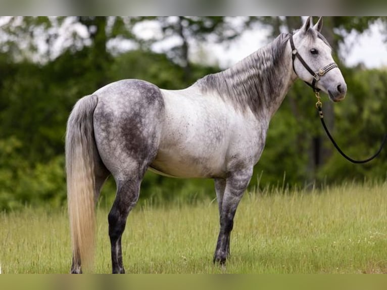 Quarter horse américain Hongre 11 Ans 147 cm Gris pommelé in Bovina MS