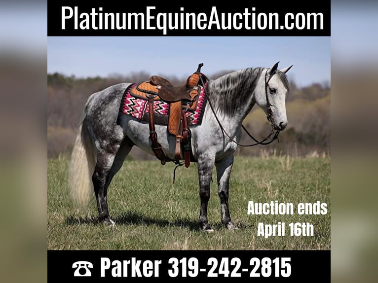 Quarter horse américain Hongre 11 Ans 147 cm Gris pommelé in BRodhead KY