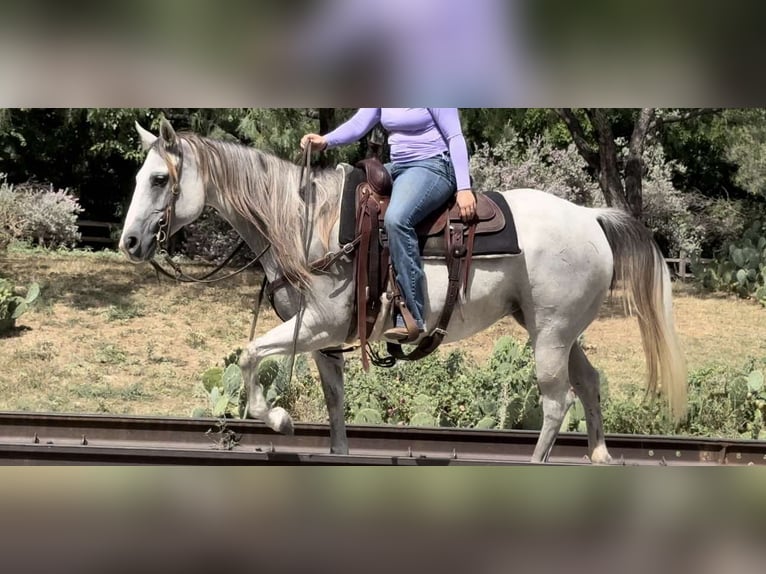 Quarter horse américain Hongre 11 Ans 147 cm Gris in Weatherford TX
