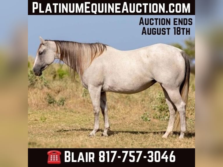 Quarter horse américain Hongre 11 Ans 147 cm Gris in Weatherford TX