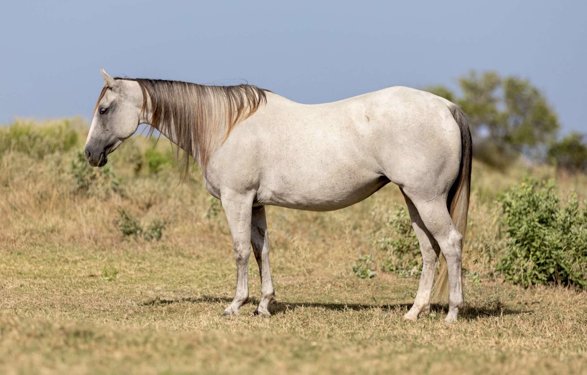 Quarter horse américain Hongre 11 Ans 147 cm Gris in Weatherford TX