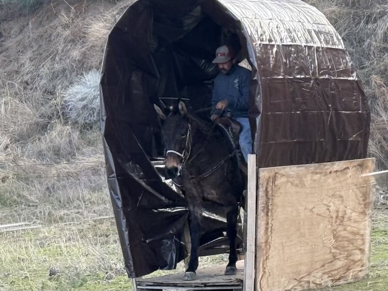 Quarter horse américain Hongre 11 Ans 147 cm Grullo in Paicines CA