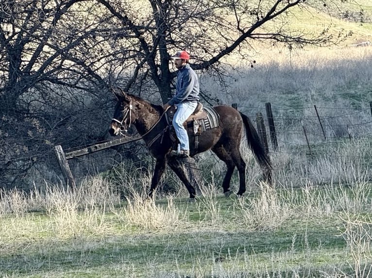 Quarter horse américain Hongre 11 Ans 147 cm Grullo in Paicines CA