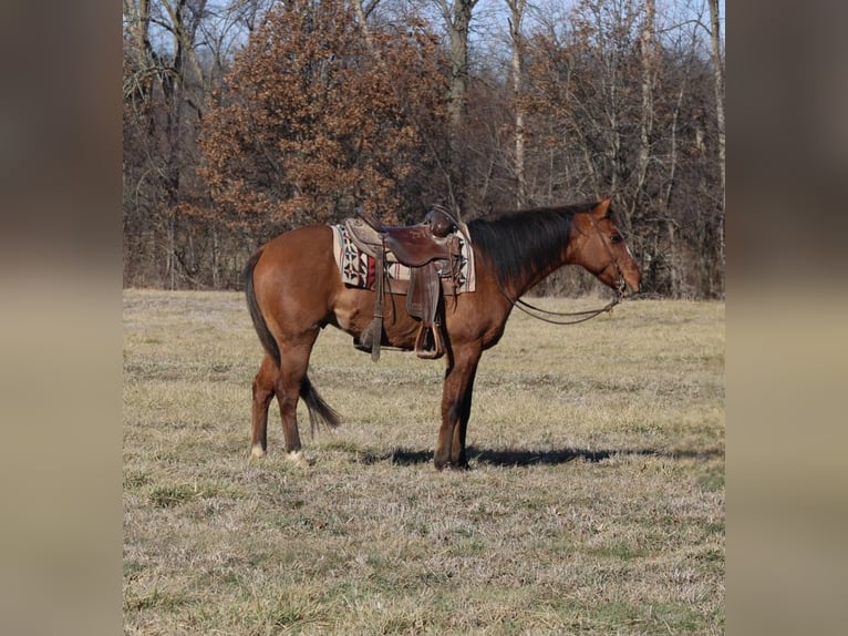 Quarter horse américain Hongre 11 Ans 147 cm Isabelle in Charleston