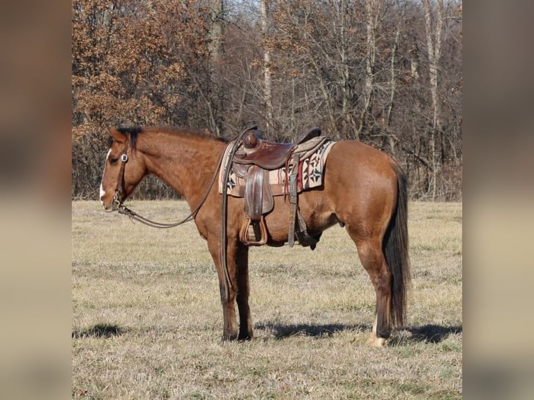 Quarter horse américain Hongre 11 Ans 147 cm Isabelle in Charleston