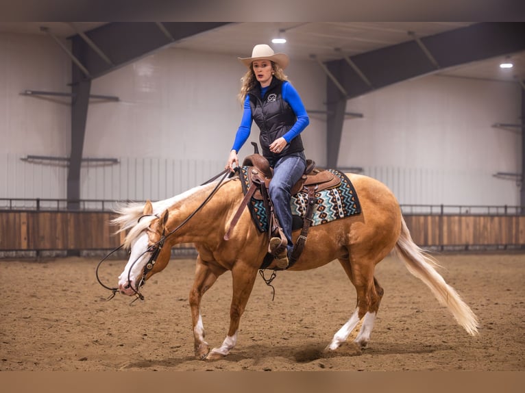 Quarter horse américain Hongre 11 Ans 147 cm Palomino in Canistota