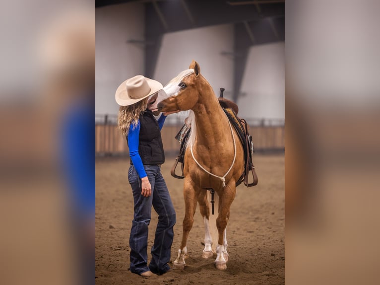 Quarter horse américain Hongre 11 Ans 147 cm Palomino in Canistota