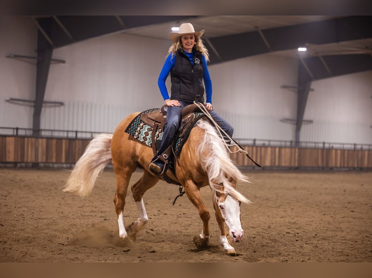 Quarter horse américain Hongre 11 Ans 147 cm Palomino in Canistota