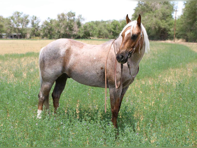 Quarter horse américain Hongre 11 Ans 147 cm Palomino in El Paso TX