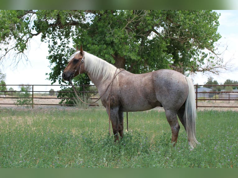 Quarter horse américain Hongre 11 Ans 147 cm Palomino in El Paso TX