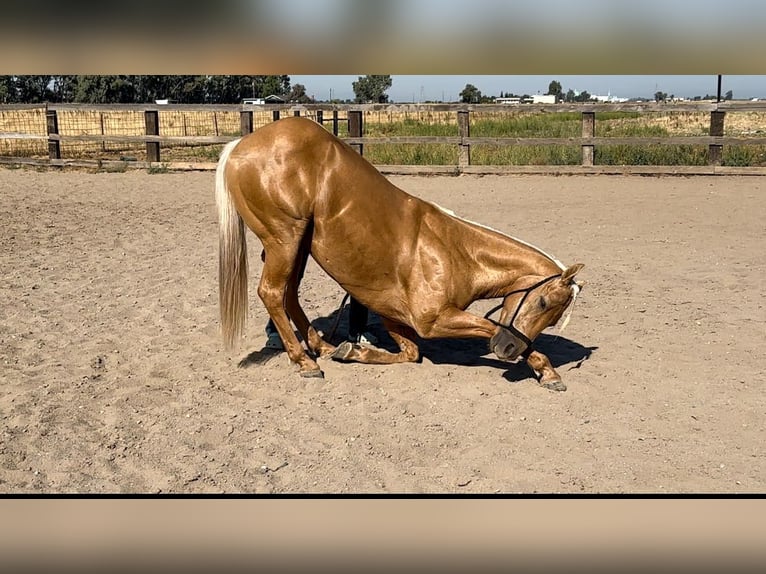 Quarter horse américain Hongre 11 Ans 147 cm Palomino in Pleasant Grove, CA