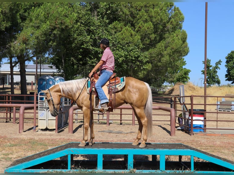 Quarter horse américain Hongre 11 Ans 147 cm Palomino in Pleasant Grove, CA