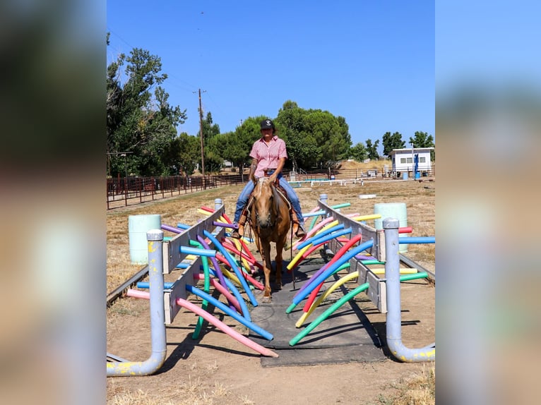 Quarter horse américain Hongre 11 Ans 147 cm Palomino in Pleasant Grove, CA