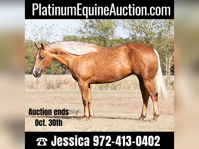 Quarter horse américain Hongre 11 Ans 147 cm Palomino in Ravenna, TX