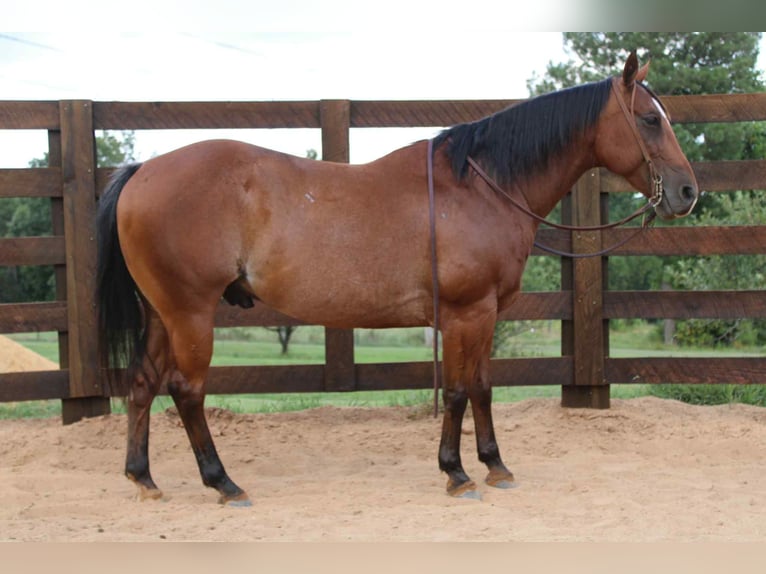 Quarter horse américain Hongre 11 Ans 147 cm Roan-Bay in Cherryville NC