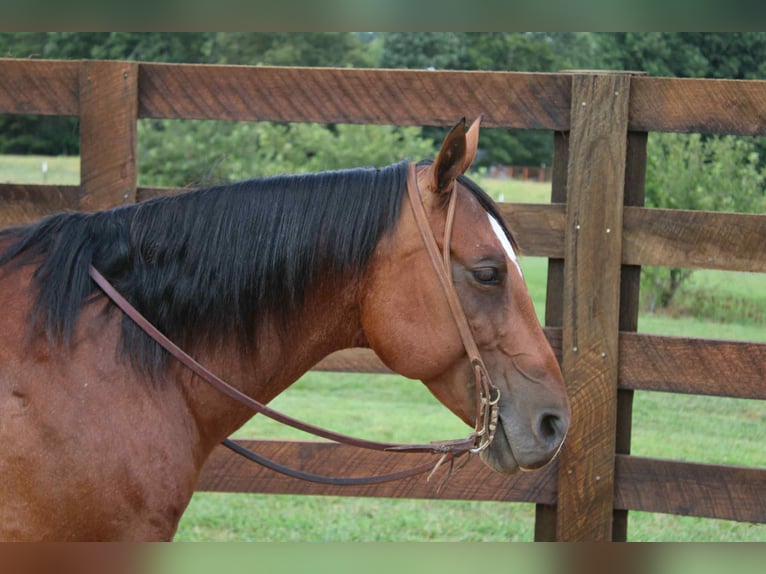 Quarter horse américain Hongre 11 Ans 147 cm Roan-Bay in Cherryville NC