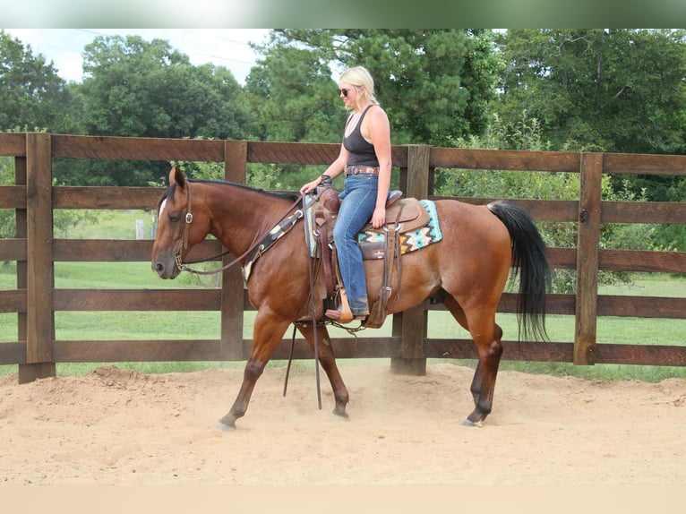Quarter horse américain Hongre 11 Ans 147 cm Roan-Bay in Cherryville NC