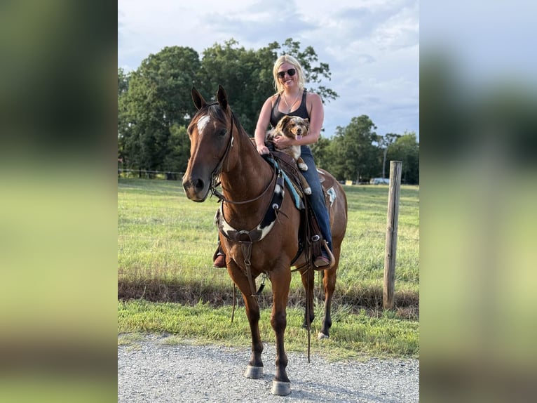 Quarter horse américain Hongre 11 Ans 147 cm Roan-Bay in Cherryville NC