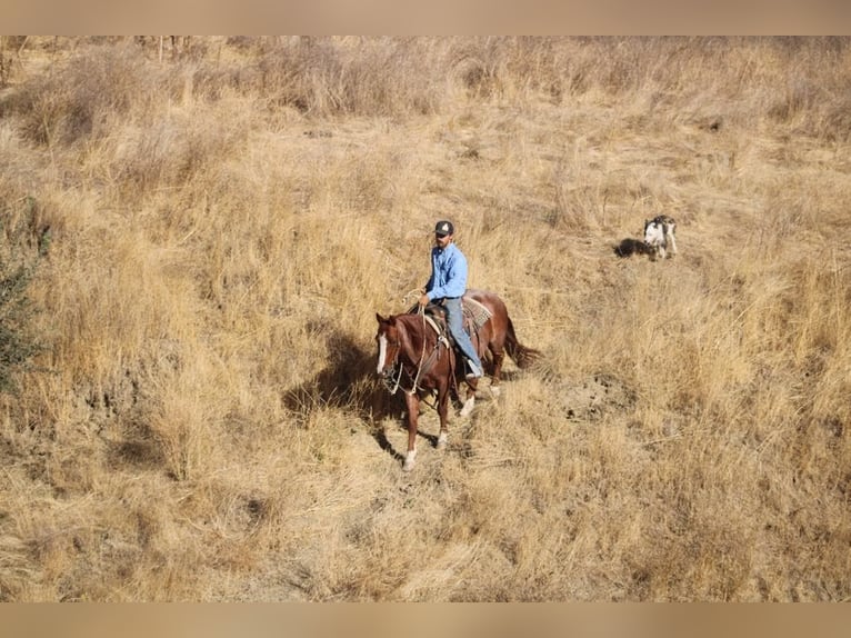 Quarter horse américain Hongre 11 Ans 147 cm Rouan Rouge in Paicines CA