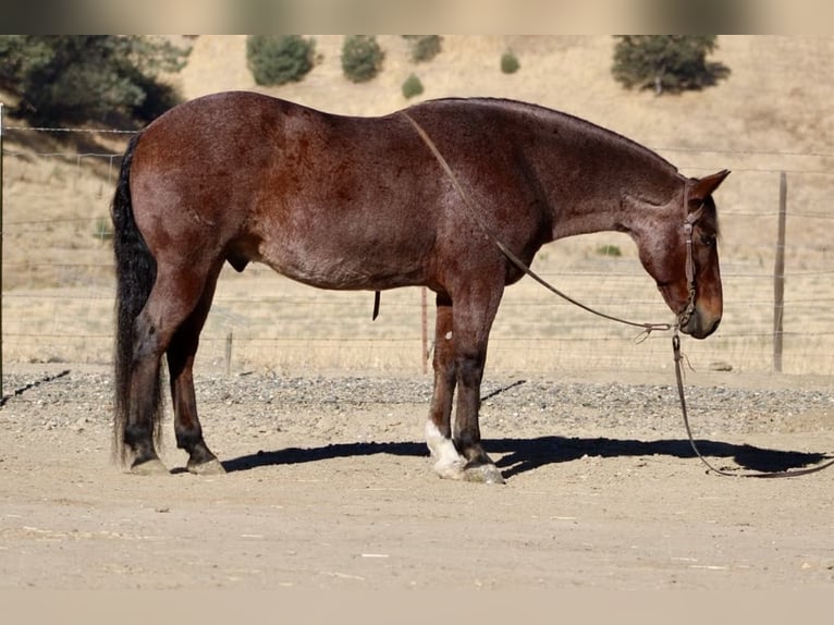 Quarter horse américain Hongre 11 Ans 147 cm Rouan Rouge in Paicines CA