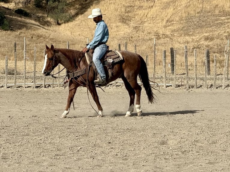 Quarter horse américain Hongre 11 Ans 147 cm Rouan Rouge in Paicines CA