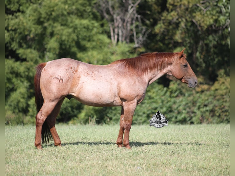 Quarter horse américain Hongre 11 Ans 147 cm Rouan Rouge in Mount Vernon