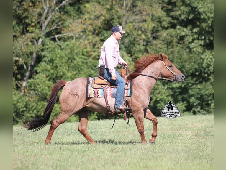 Quarter horse américain Hongre 11 Ans 147 cm Rouan Rouge in Mount Vernon