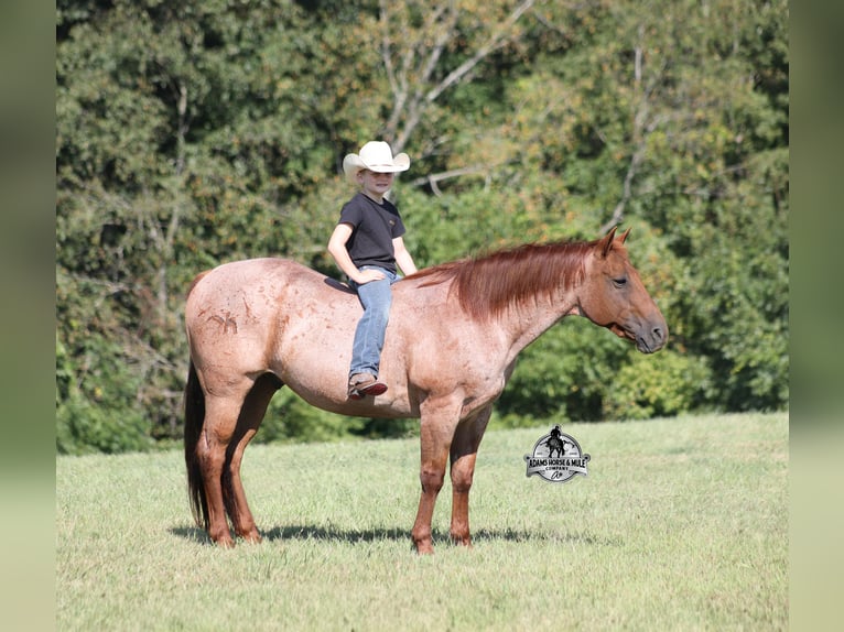 Quarter horse américain Hongre 11 Ans 147 cm Rouan Rouge in Mount Vernon